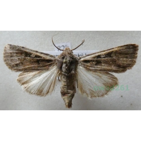 Euxoa temera (Hübner, 1808) Czech82k